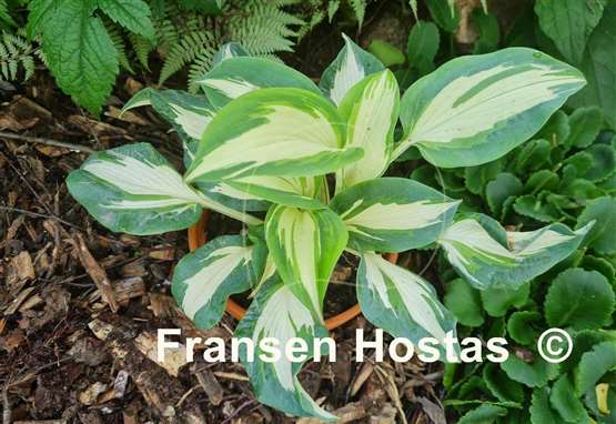 Hosta Hans